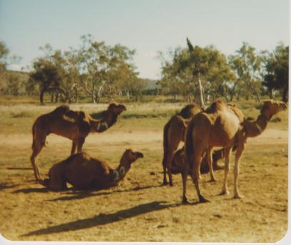 Camels
