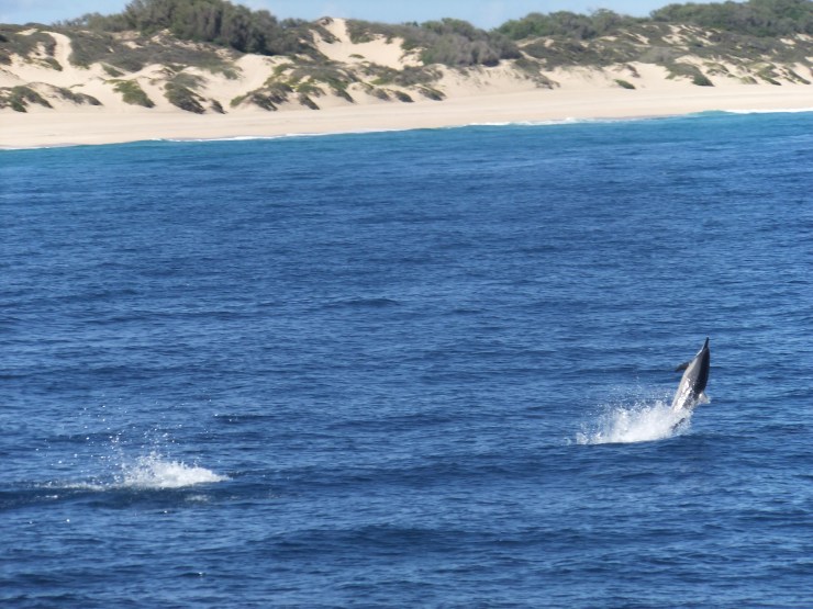 A spinning dolphin spinning its heart out! Napali Coast, Kauai