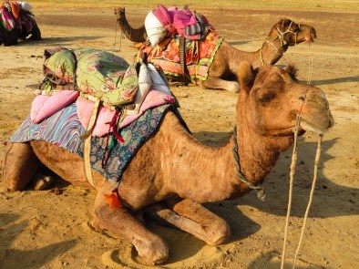 Camel with saddle sits and waits