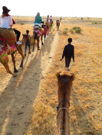A row of camels walking in a straight line