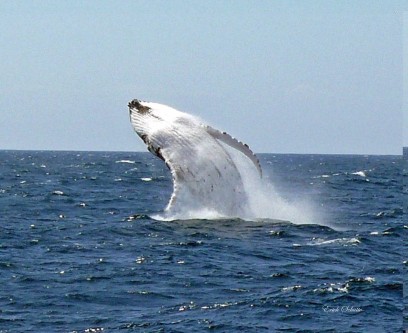 Whale watching. Photo: Merimbula Tourism