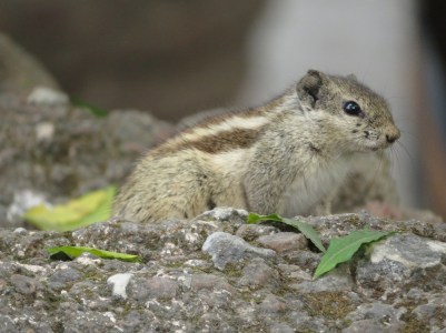 striped squirrel