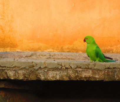 A bright green parrot sits on a ledge