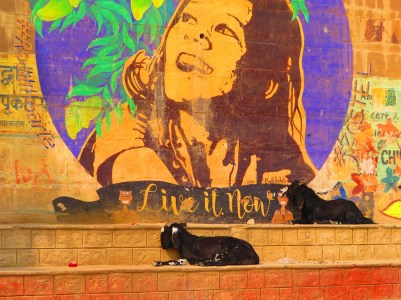 Goats and graffiti Varanasi, India