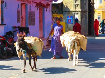 Hard working donkeys, Udaipur