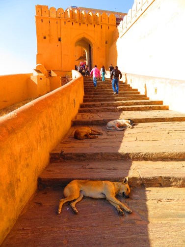 Steps up to Amber Fort with sleeping dogs