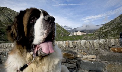 Great St Bernard dog and the hospice Switzerland