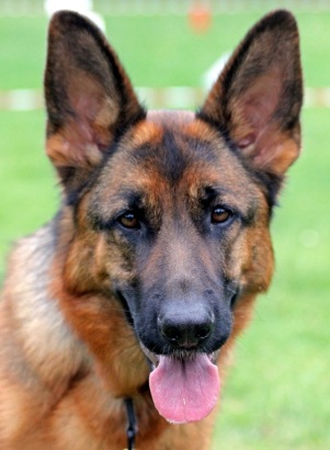 Head and shoulders photo of a German Shepherd with its tongue out