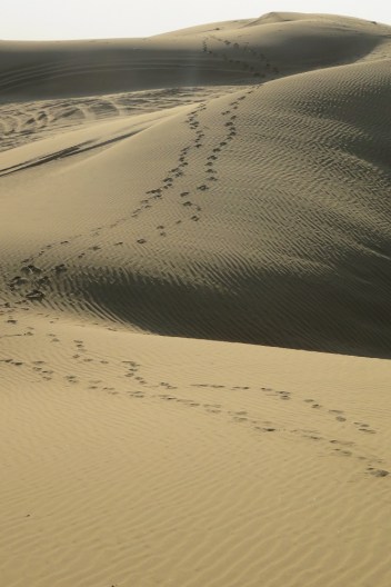 Foot steps on the sand dunes - Thar desert
