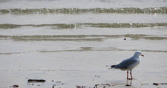 Seagull on the beach with waves rippling