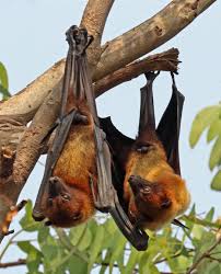 Two Flying foxes hanging upside down from a branch