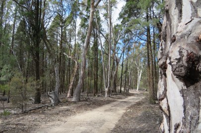 Castle Rock Walking Track Munghorn Gap Nature Reserve