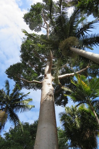 Queensland Kauri Pine