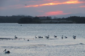 Pelicans at sunrise