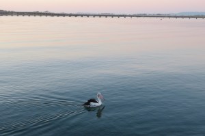 Pelican and bridge at Tuncurry