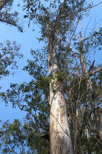 Soaring Eucalypts