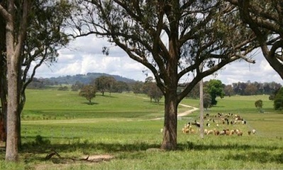 Rolling green hills and fat livestock in the Walcha region
