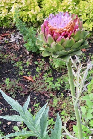 Blooming artichokes at Tasmanian Community Food Garden