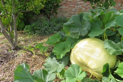 A marrow at the Tasmanian Community Food Garden, Royal Tasmanian Botanical Gardens