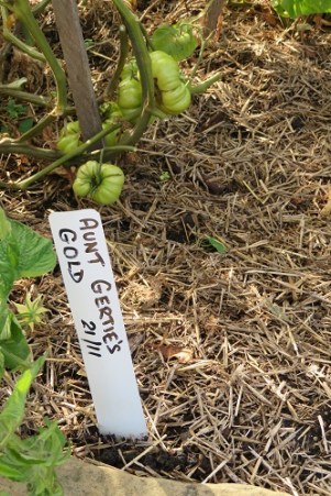 Tomatoes at the Tasmanian Community Food Garden, Royal Tasmanian Botanical Gardens