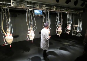 Feeding time at the Cloaca, Mona, Hobart Tasmania