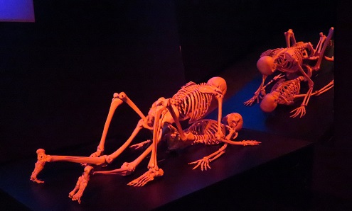 Copulating skeletons at the Cloaca, Mona, Hobart Tasmania