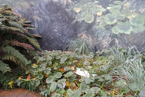 Plants in the Subantarctic Plant House