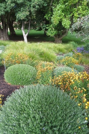 Waterwise plants at the Royal Tasmanian Botanical Gardens