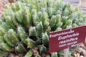 succulents at the Royal Tasmanian Botanical Gardens