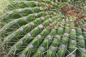 succulents at the Royal Tasmanian Botanical Gardens