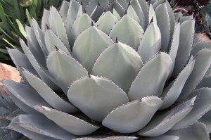 succulents at the Royal Tasmanian Botanical Gardens