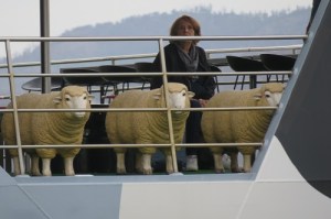 Sheep on the Mona Roma Ferry MONA, Hobart Tasmania