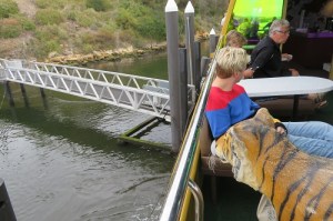 Tigers on the Mona Roma Ferry MONA, Hobart Tasmania