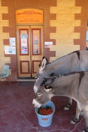 Two donkeys eat their carrots at the Silverton Hotel Outback NSW
