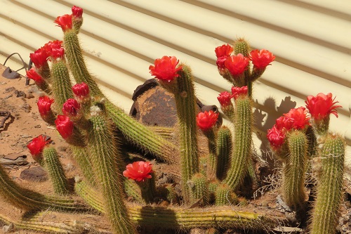 Red cactus flowers