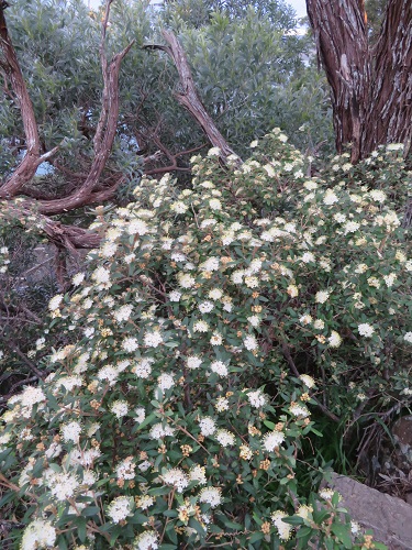 Australian flora at Tomaree Head Summit, Nelson Bay