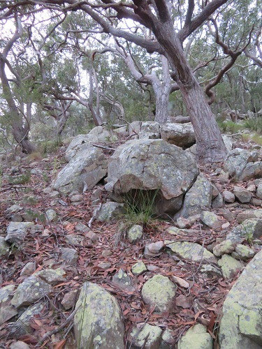 Wind blown trees at Tomaree Head Summit, Nelson Bay