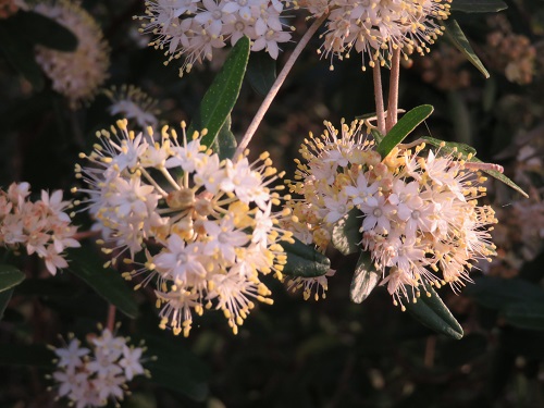 Australian flora at Tomaree Head Summit, Nelson Bay