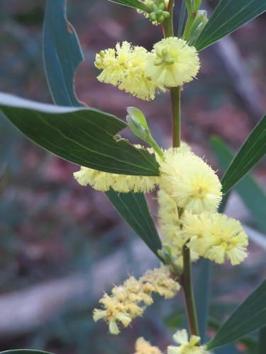 Wattle at Tomaree Head Summit, Nelson Bay