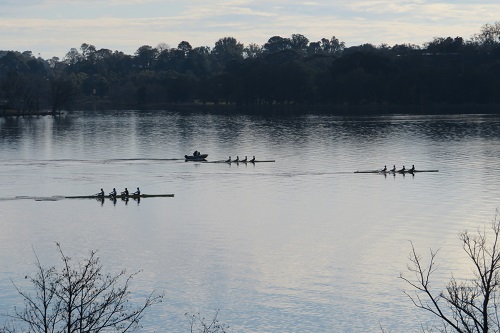 Rowers on Lake Burley Griffin
