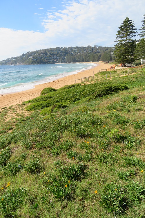 Palm Beach as Summer Bay