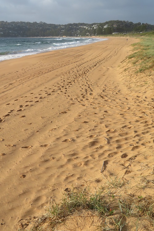 Palm Beach as Summer Bay