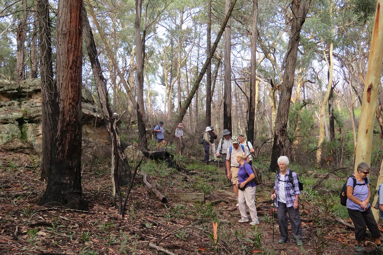 Mudgee Bushwalking Club at Fern Tree Gully Reserve