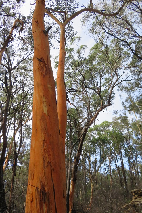 Colourful tree trunks at Fern Tree Gully Reserve