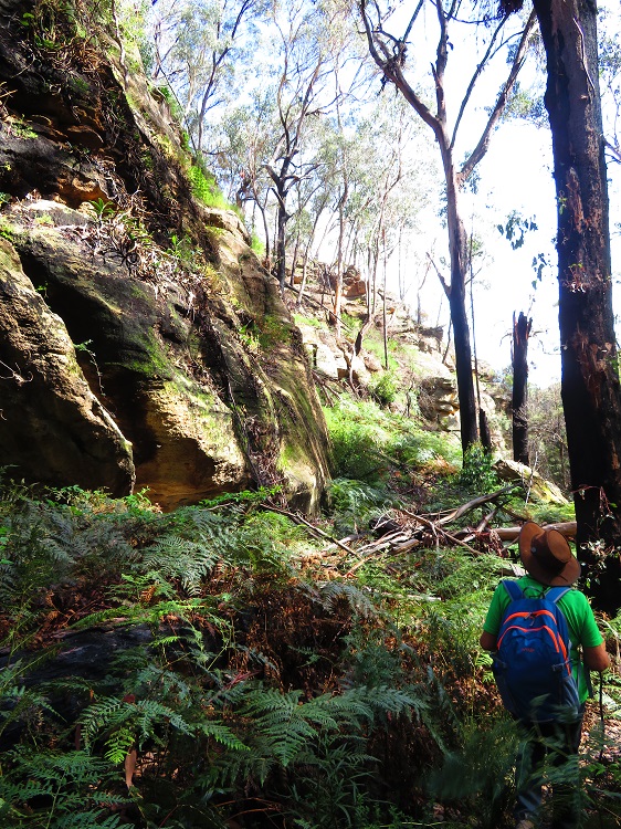 Walking down into Fern Tree Gully Reserve