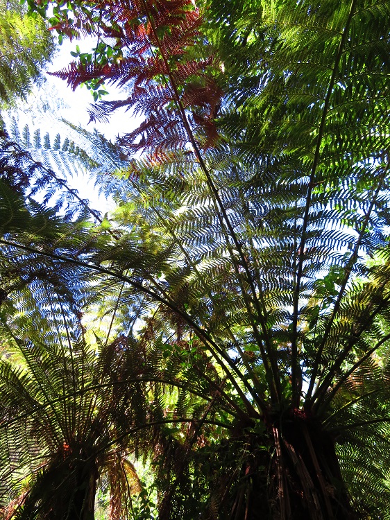 Fern trees in Fern Tree Gully Reserve