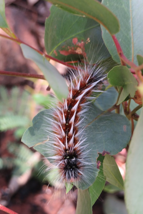 A hairy caterpillar in Fern Tree Gully Reserve