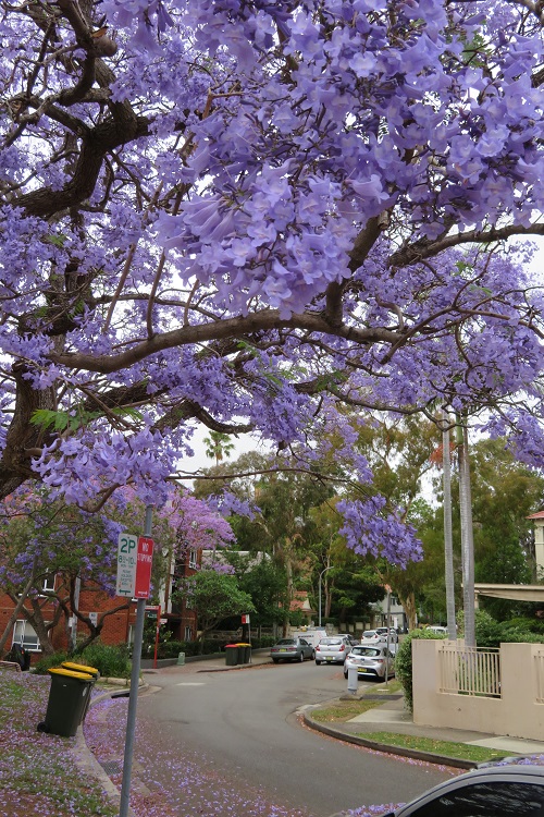 Stage 5 Bondi to Manly - Jacaranda blooms