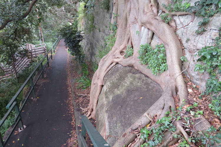 Stage 5 Bondi to Manly - strangling fig