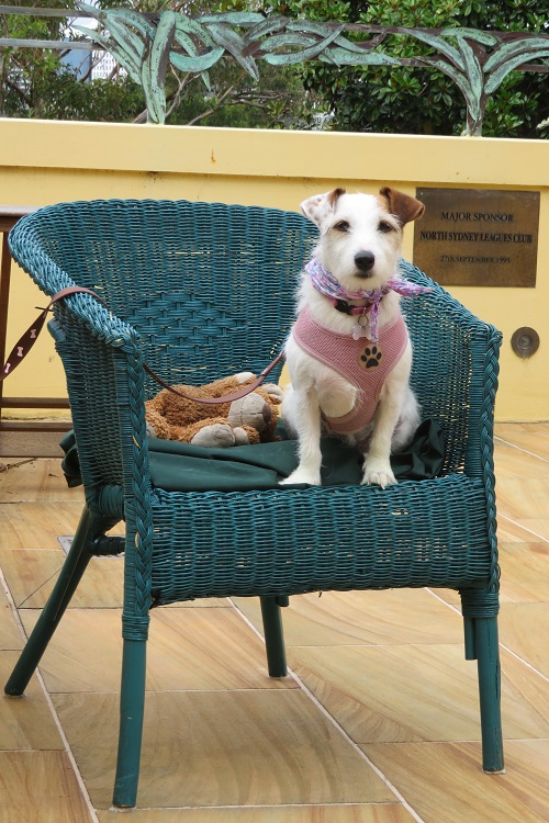 Stage 5 Bondi to Manly - dog on a chair